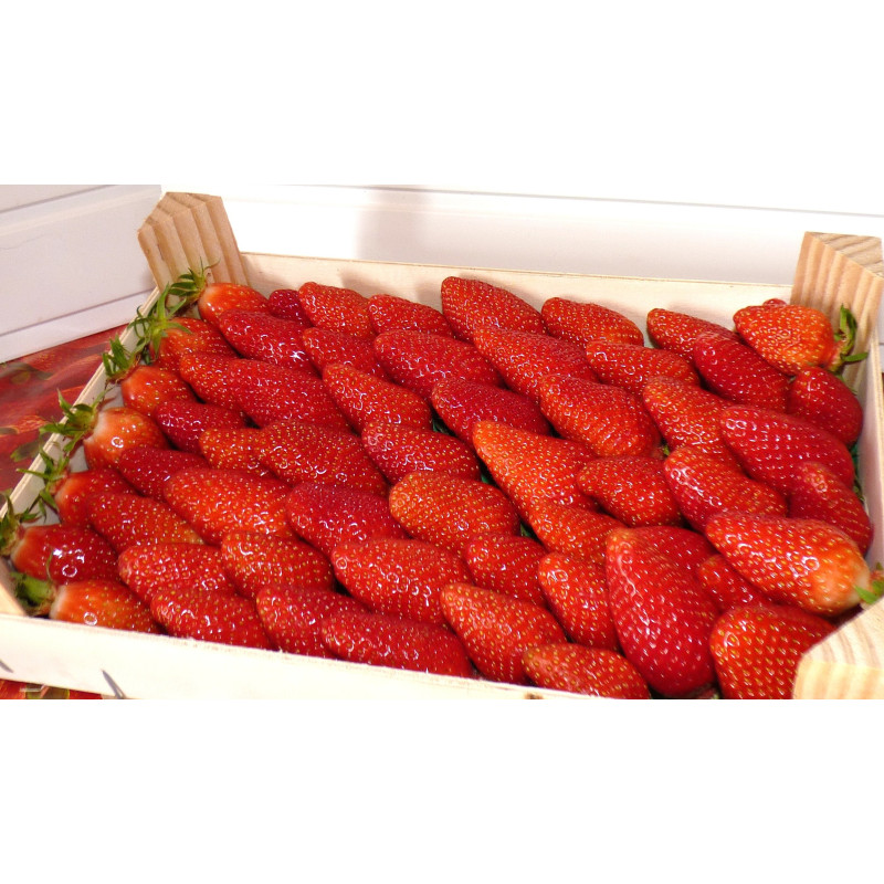 FRAISES GARIGUETTE - 800 gr