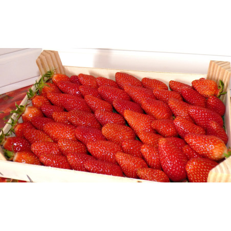 FRAISES 1KG