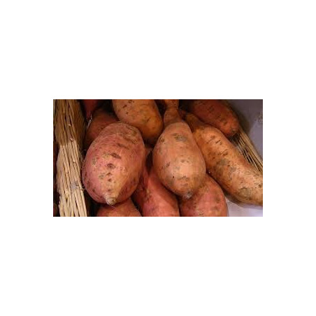 PATATE DOUCE BIO 1KG