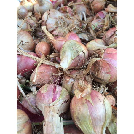 OIGNONS ROSÉS  BIO 1KG
