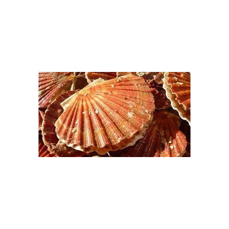 COQUILLES ST JACQ 1KG
