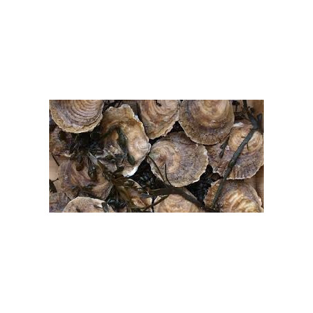 HUITRES PLATES N°3 1KG