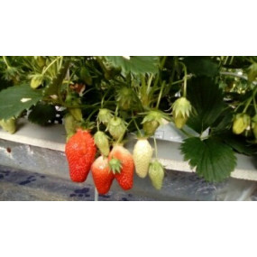 FRAISES GARIGUETTE 250G