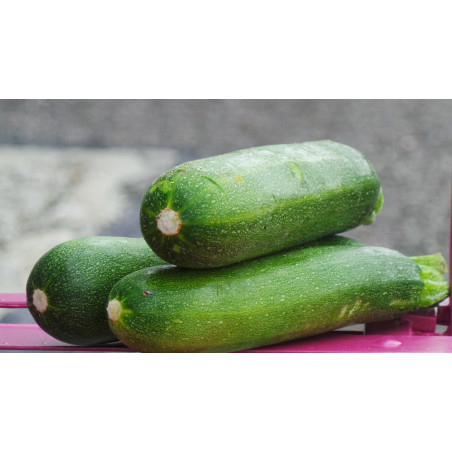 COURGETTES 1KG