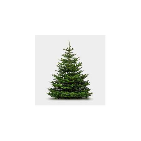 SAPIN 1.50M/1.75M