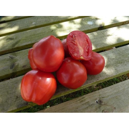 TOMATES RONDES 1kg