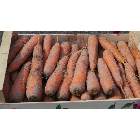 CAROTTES DE SABLE 1KG