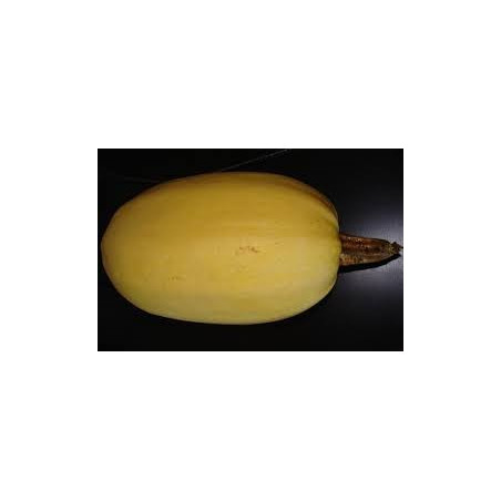 COURGE SPAGHETTI BIO