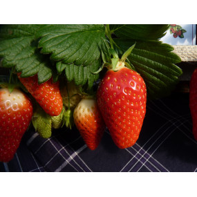 FRAISES À CONFITURE 3KG