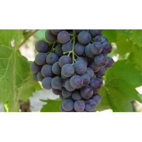 RAISIN MUSCAT (en magasin seulement)