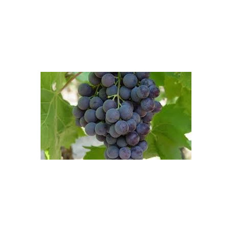 MUSCAT 1KG