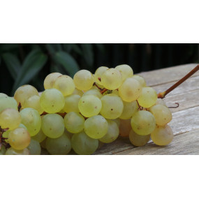 RAISIN CHASSELAS (en magasin uniquement)